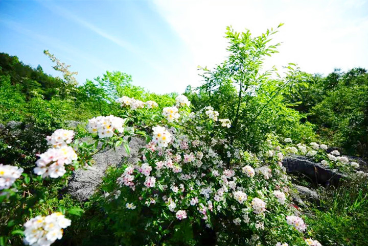 1561512589565837.jpg 微信图片_20190626090923.jpg