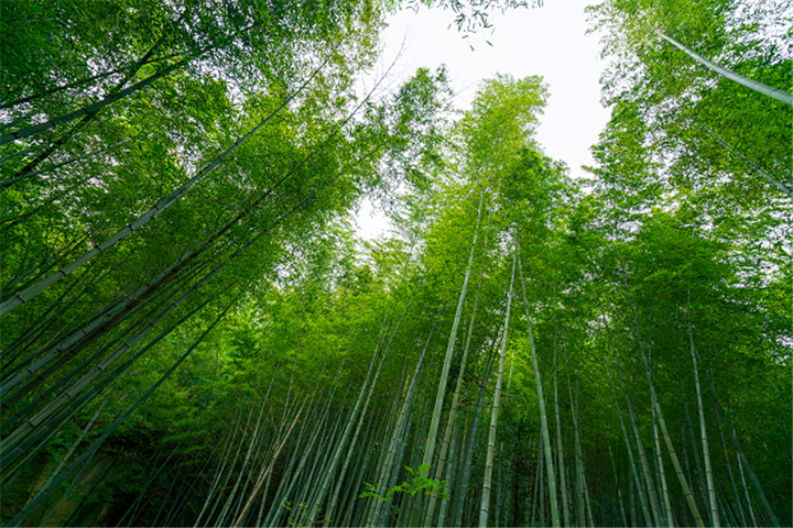 1587449499921886.png 主峰11.png