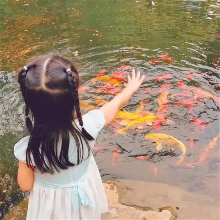 观赏鱼1.jpg