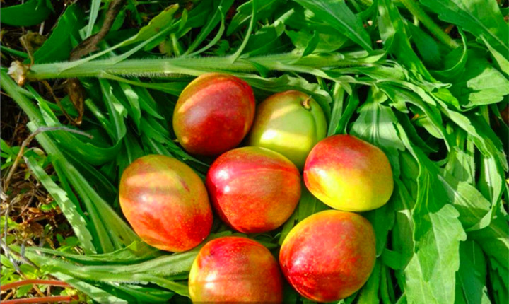 平林四井岗油桃5斤