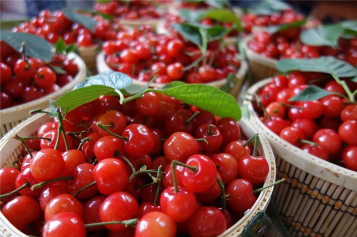 黄陂采摘之旅 | 四月，一起去木兰古道摘樱桃去~