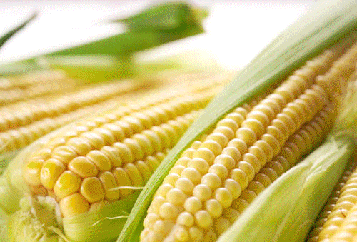 种烧烤食材无限量供应高安五角星农庄---自助烧烤吧这里有个离市区近