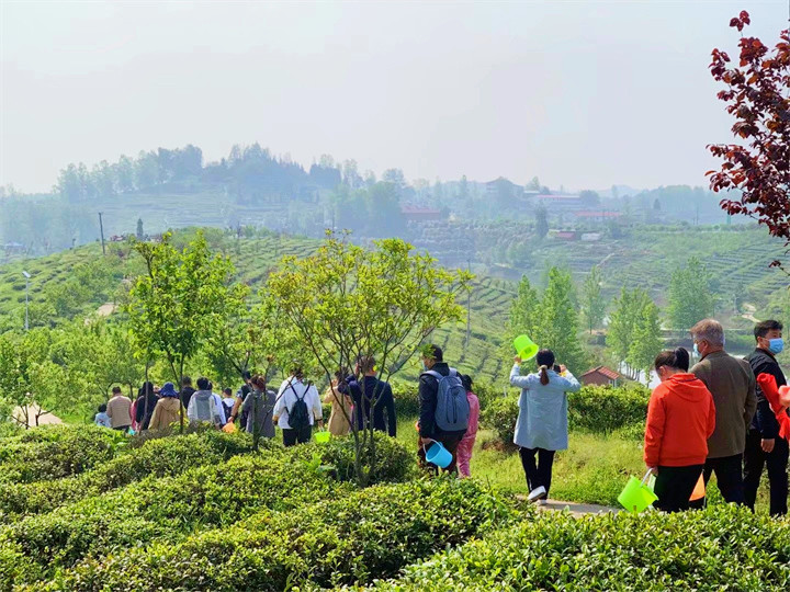 云峰山万亩茶园 (4).jpg