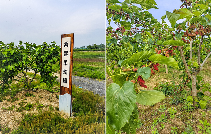 村游福利499享黄陂智敏果园单人采摘套餐120亩桑葚畅吃不限还可免费