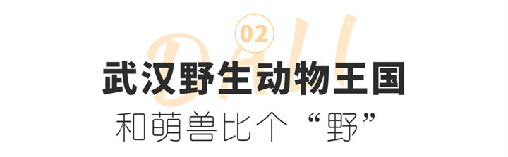 动物园.jpg