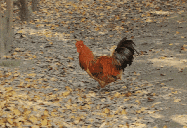 微信图片_20230923161622_1.gif