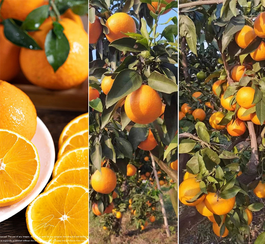 1728610182885440.jpg 12.jpg