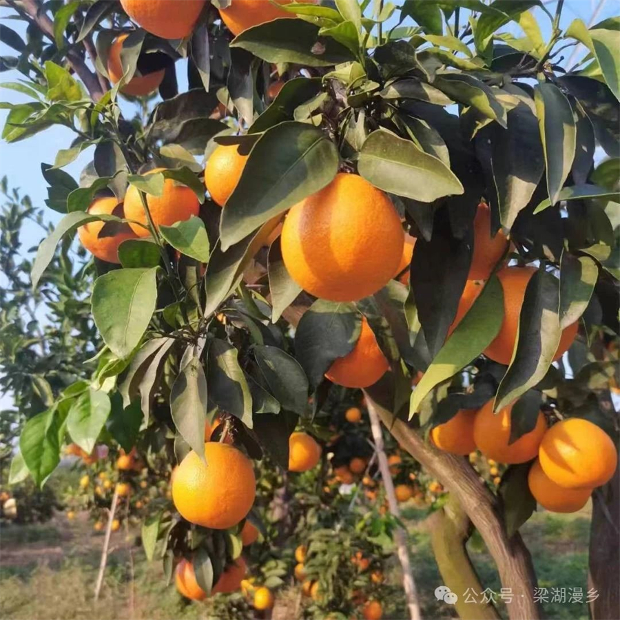 1728610217507724.jpg 微信图片_20241011090933.jpg