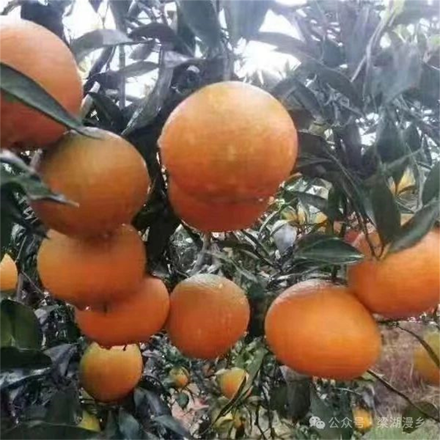 1728610248826366.jpg 微信图片_20241011090937.jpg