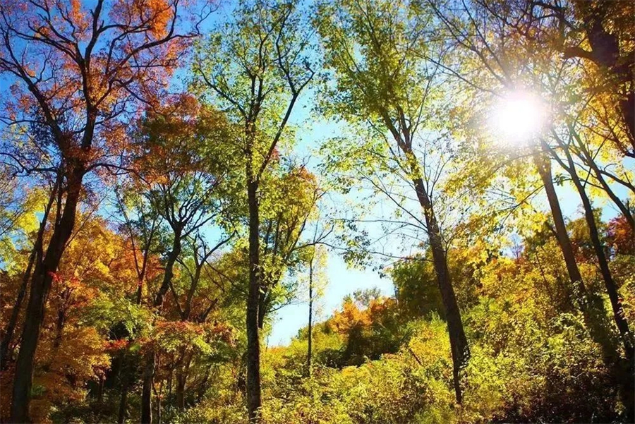 1761880528526925.jpg 微信图片_2025-10-31_105511_758.jpg