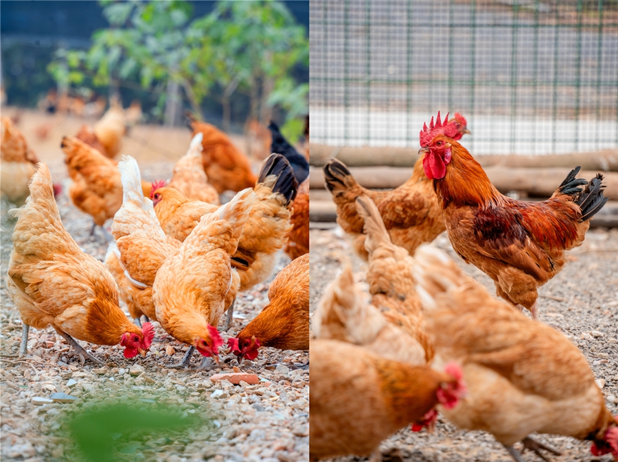 1765856222421485.jpg DSC01930_副本.jpg