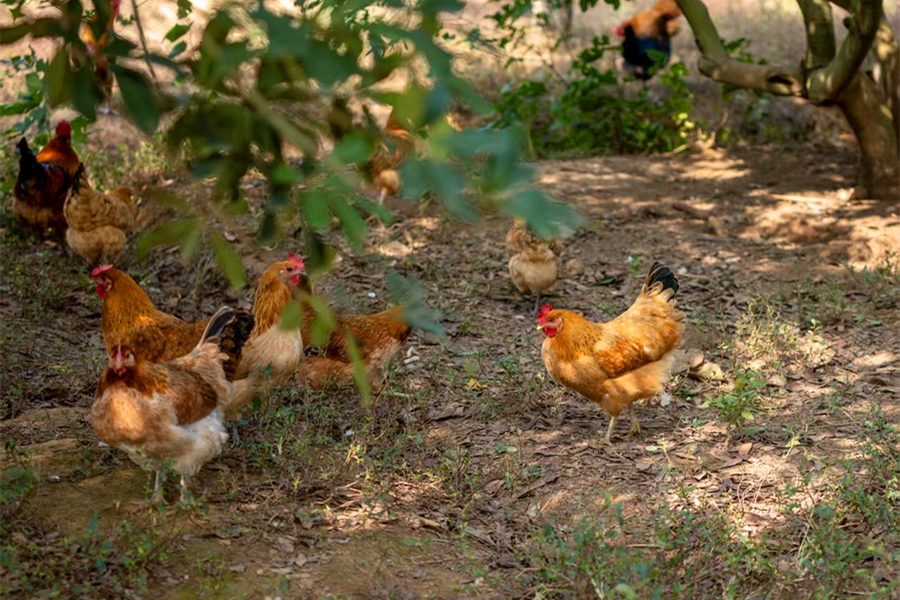 1765856613327158.jpg 微信图片_20251208093001_18_198_副本.jpg