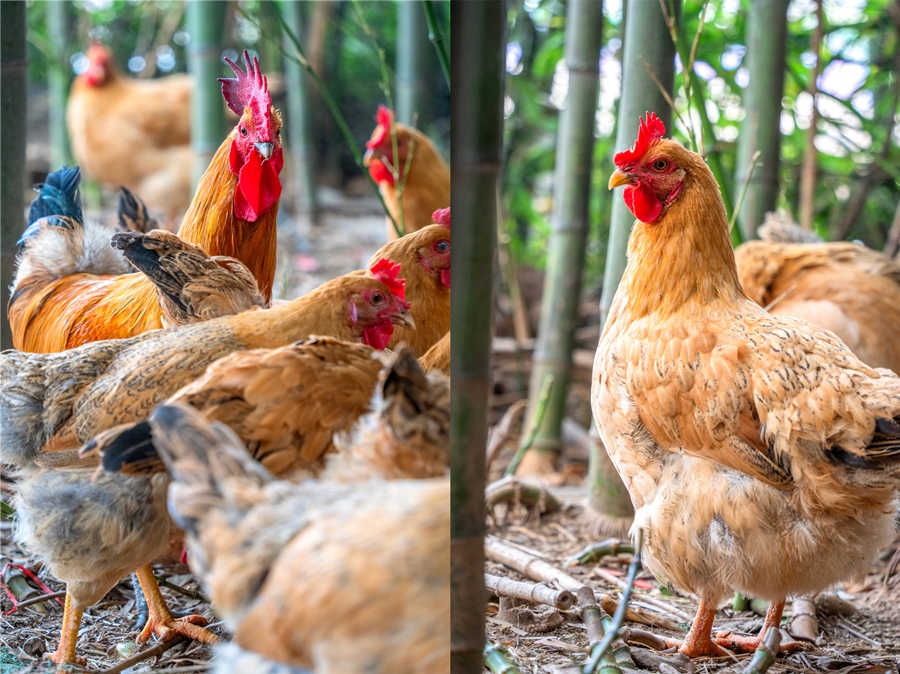 1765857425365551.jpg DSC02290_副本.jpg