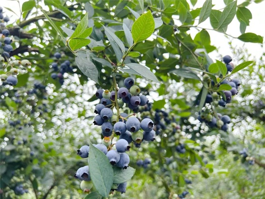 1779173736238309.jpg 微信图片_2026-05-19_144532_368.jpg