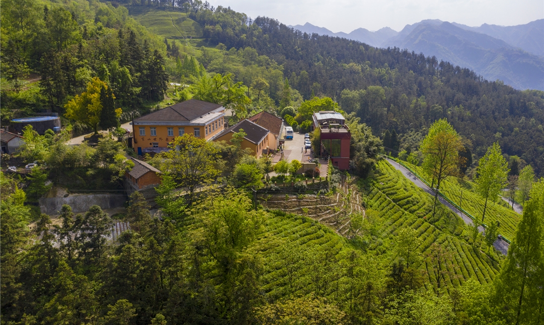 官山世外茶源民宿