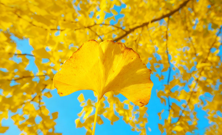 金秋特惠/限量¥299住银杏山庄，赏银杏美景玩游玩项目 周末不加价 度惬意假期~