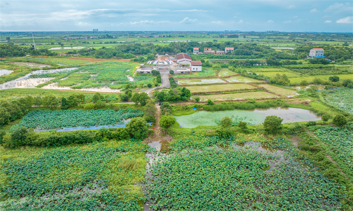 鑫农湖荷花湿地公园