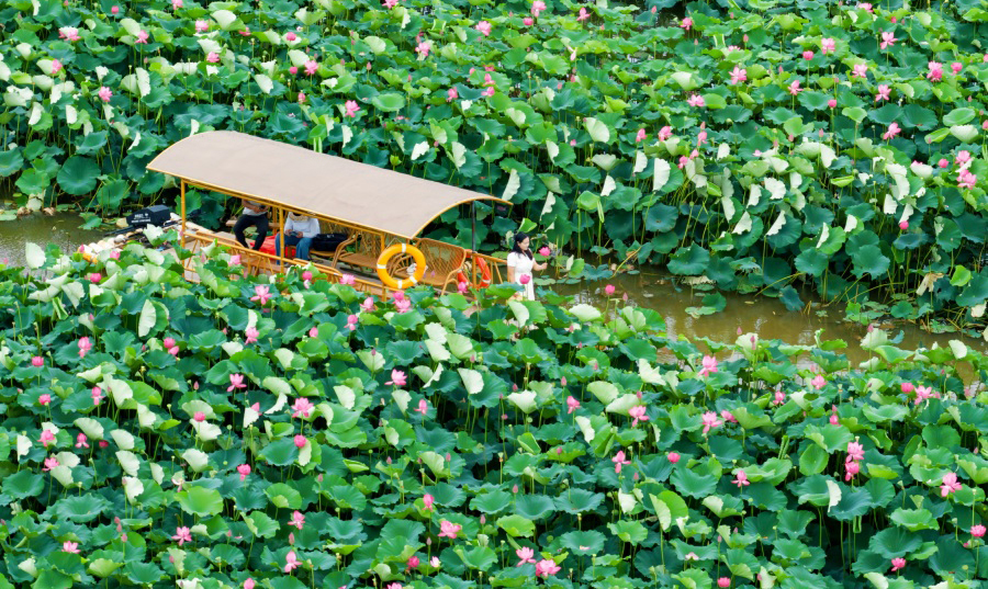 鑫农湖荷花湿地公园