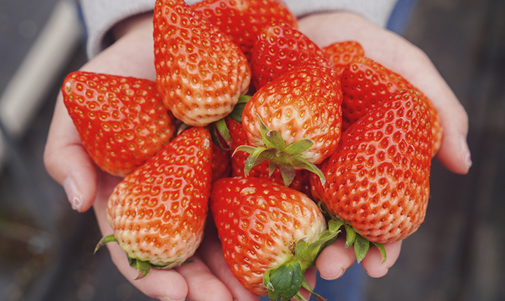 限时秒杀 /¥19.9元【木兰金秋姚集空中草莓基地】单人采摘门票1张+红颜草莓1斤