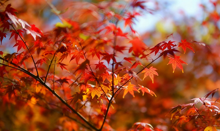 金秋特惠 /¥299住野村谷野谷雅舍赏秋+银杏，含双早+双人门票 周末不加价秋游去！