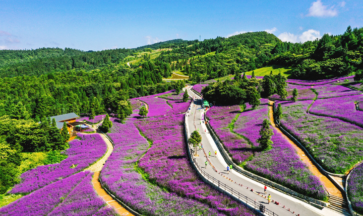 野三关森林花海