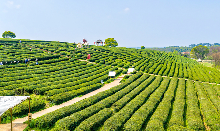 柏泉茶园