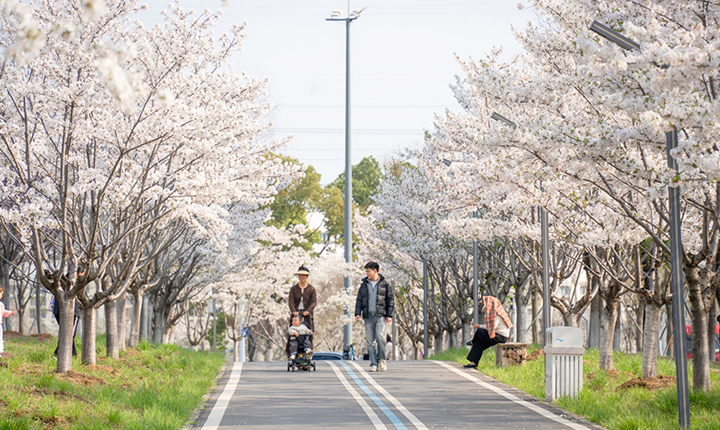 中央明渠樱花溪公园