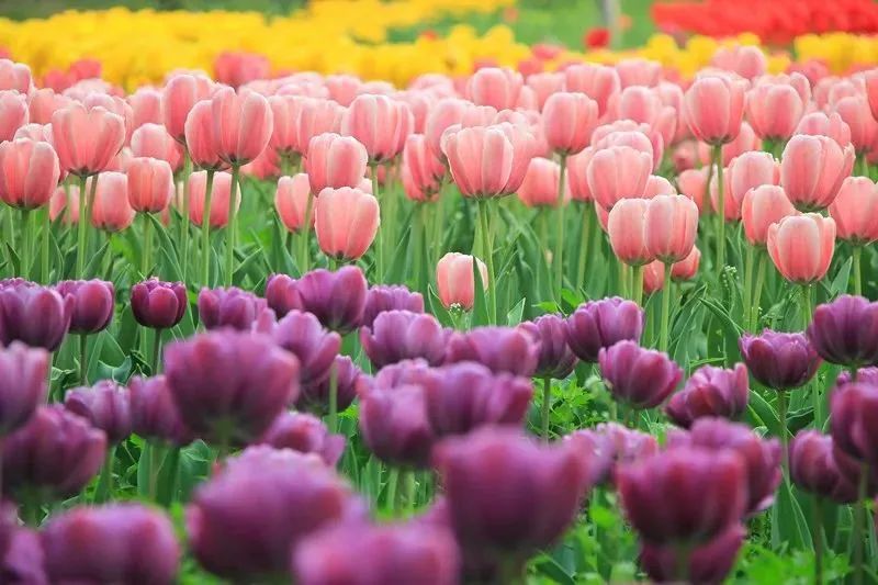 “等你，共赴一场春天的花事”，菊香人家花朝节将于3月22日盛大开幕