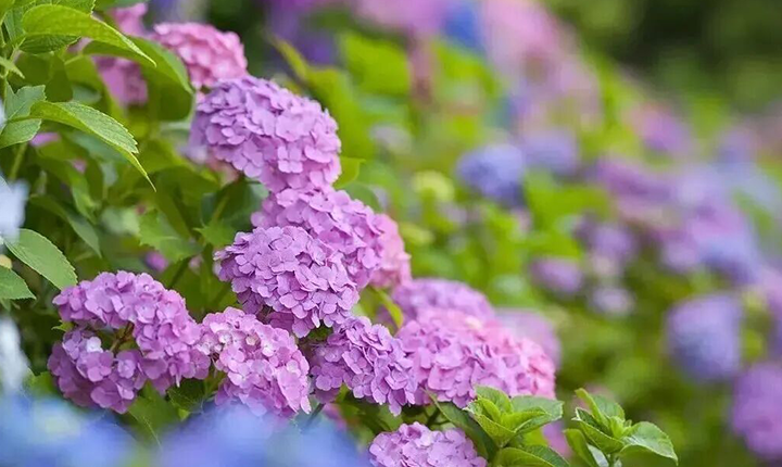 实拍已美疯！武汉新晋“莫奈花园”，本地人都在冲！