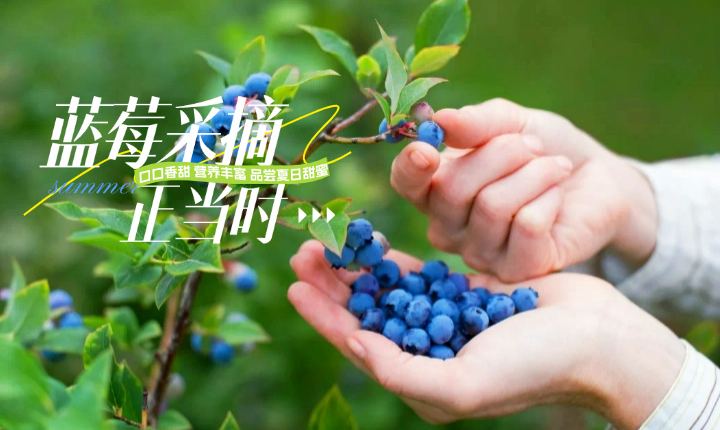 星光生态农业园蓝莓基地