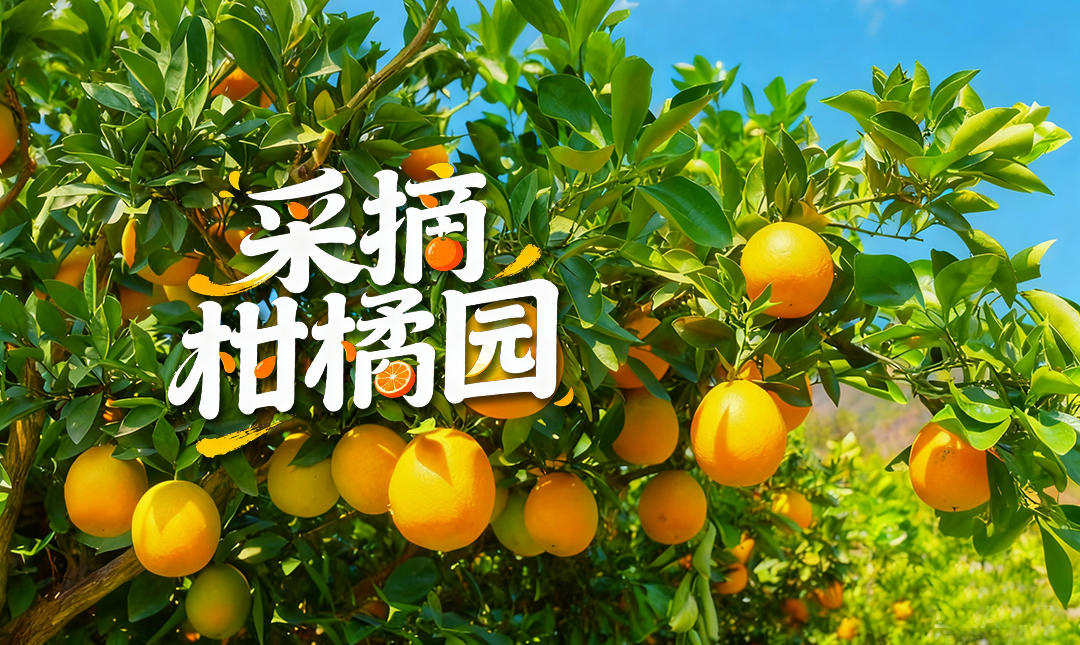 秋游保康去哪里？打卡寺坪柑橘园，边摘边吃超满足！