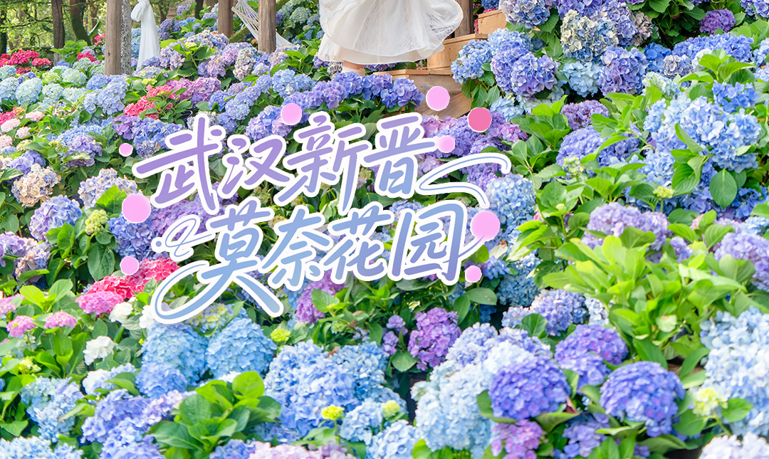 实拍已美疯！武汉新晋“莫奈花园”，本地人都在冲！