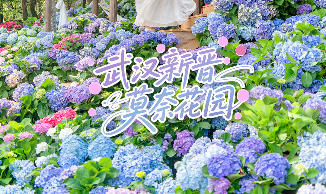 实拍已美疯！武汉新晋“莫奈花园”，本地人都在冲！