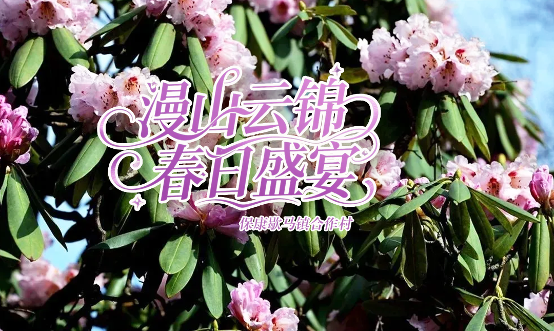 漫山云锦，赴一场高山春日盛宴