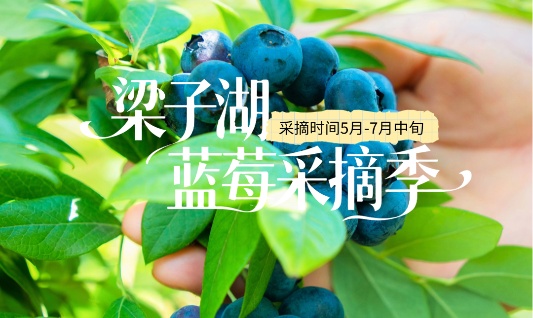 鲜甜“蓝”不住！出发来梁子湖摘蓝莓啦！