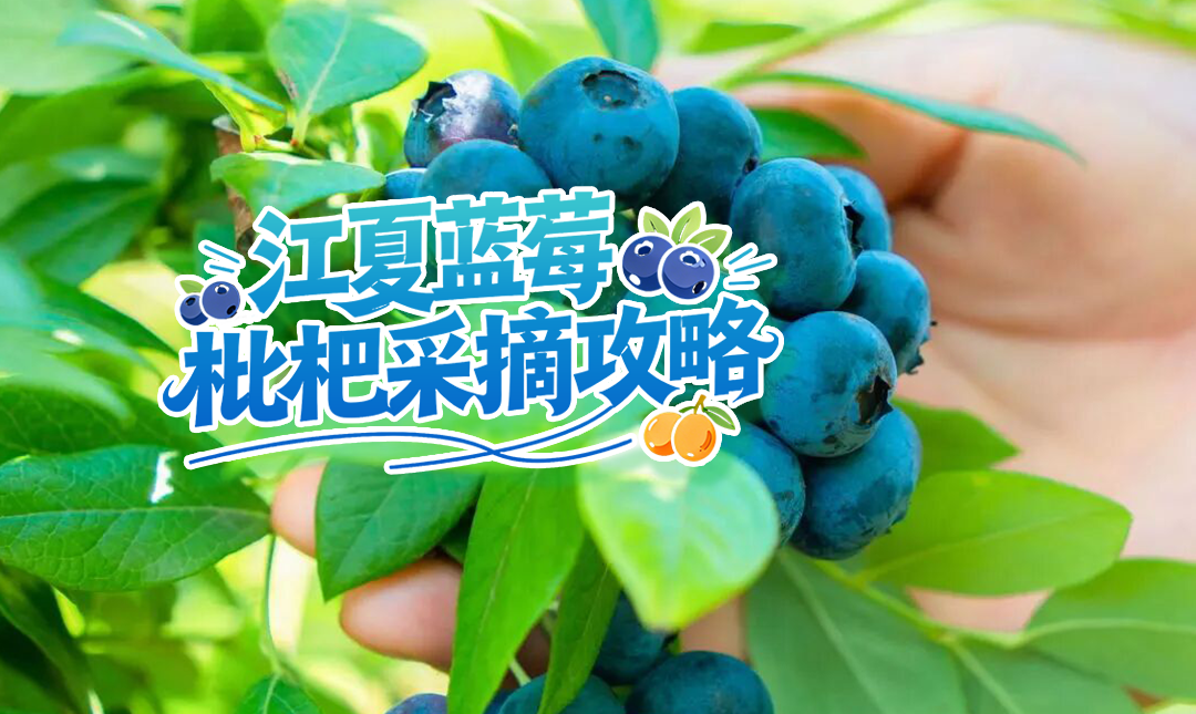 敞开吃！江夏蓝莓、枇杷采摘攻略来啦，速来抢“鲜”开摘~