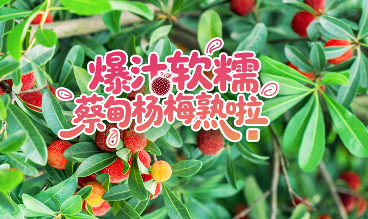 杨梅熟了！蔡甸这两家宝藏采摘园，实现杨梅自由！