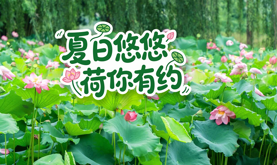 武汉赏荷新玩法，就在东西湖！快来拍“荷”照～