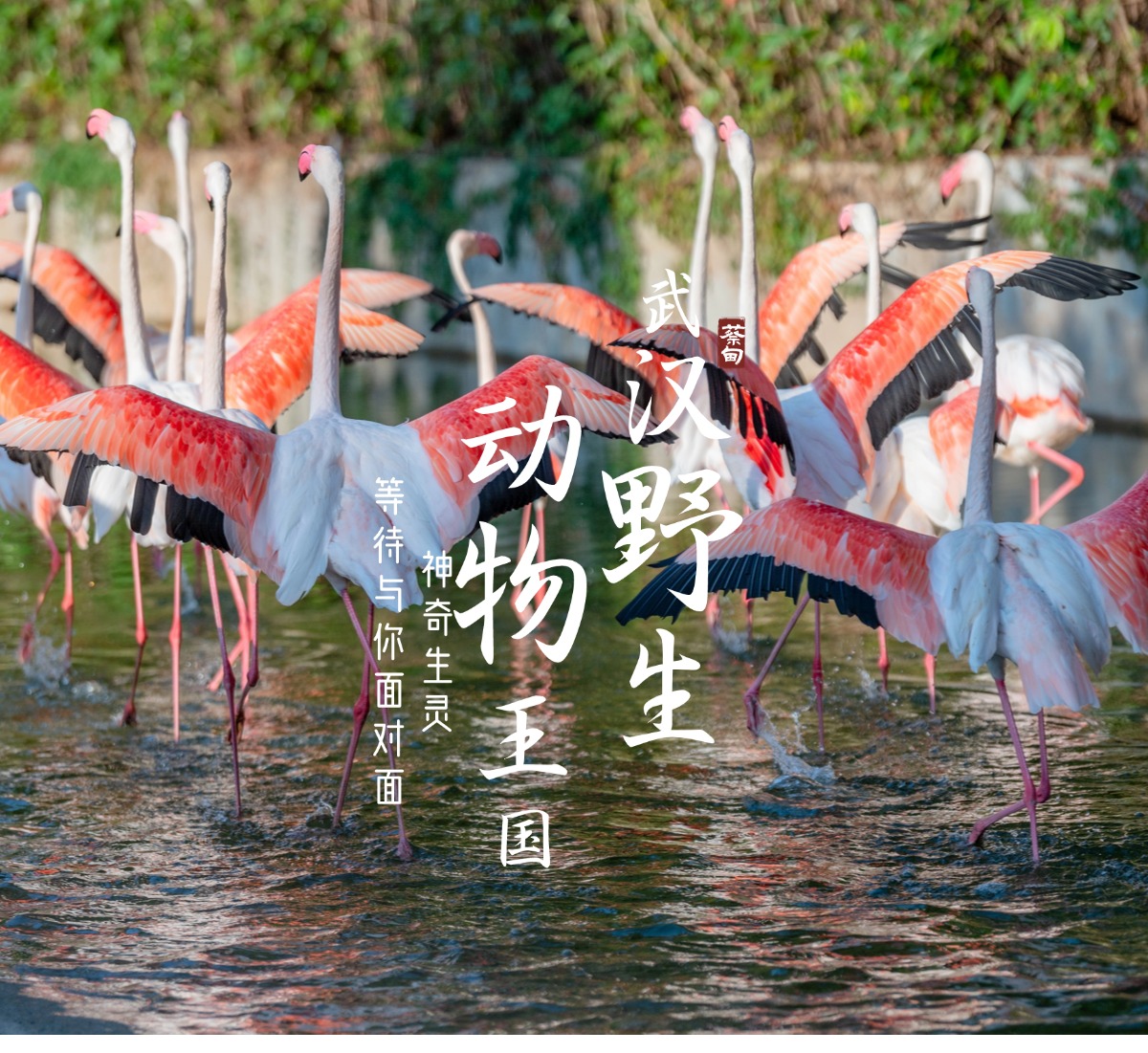 武汉野生动物王国
