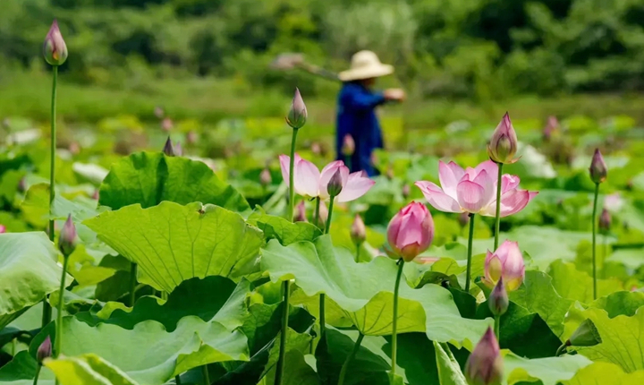 [荷乡特色游]在水乡胜景，赏荷花神韵；中涉湖万亩荷花塘+怡山湾葡萄园+怡山湾荷花池