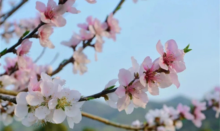 春日慢游之旅：花果海赏花海+上景园林踏青+住顺鑫民宿/金钻酒店+ 原石部落