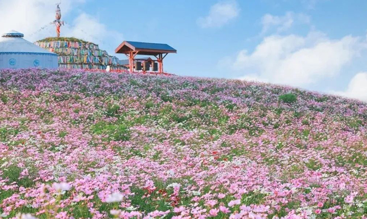 夏花顶流上线！送你一份草原花海出片秘籍