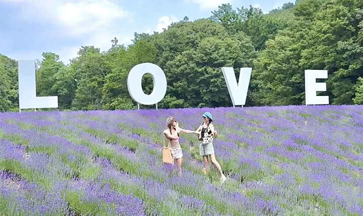 “普罗旺斯”在身边，黄陂这片薰衣草花海超出片