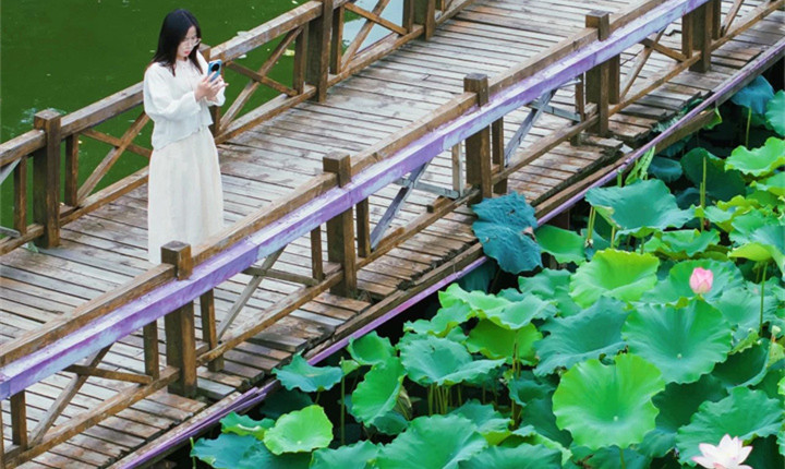 蔡甸夏日旅游线路二：荷风闲趣·乡野赏荷之旅
