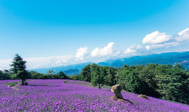 野三关森林花海 野三关森林花海