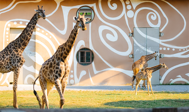 萌宠互动·亲子欢乐一日游｜萌宠巡游+花海火秀，承包全家冬日治愈时光