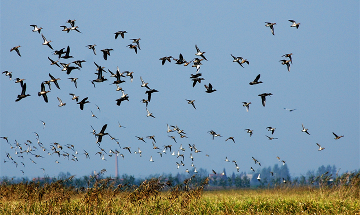 湿地观鸟·自然慢生活两日游｜赴山水之约，与十万候鸟共赴湿地秘境