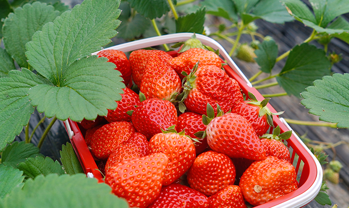 保康蜡梅谷自寨