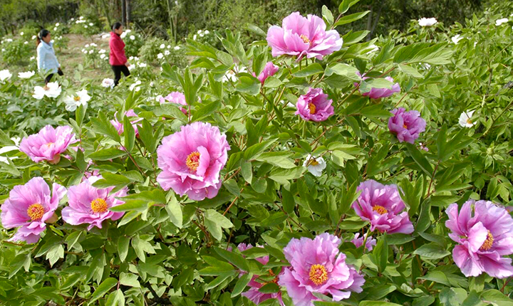 保康蜡梅谷自寨